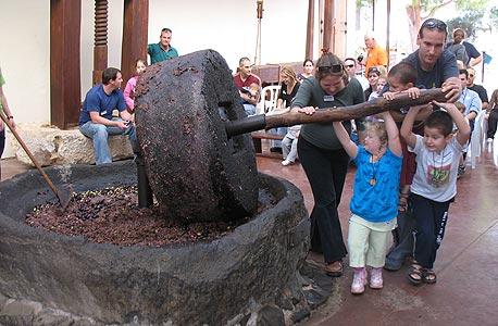 מוזיאון עין דור. פעילות למשפחות שכוללת מסיק והכנת שמן זית מהזיתים שנקטפו