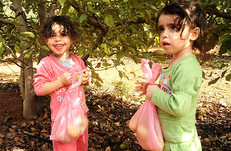 קוטפים תפוחים. במיוחד לילדים, צילום: באדיבות בית שלום מטולה