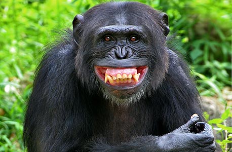 קופים חושפים את מקור הצחוק. בקרב קופים נהמות צחוק מאותתות שההתגוששות הגופנית היא משחק, ואינה נובעת מתוקפנות