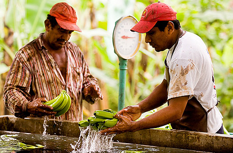 מגדלי בננות באקוודור. מוודאים שירוויחו