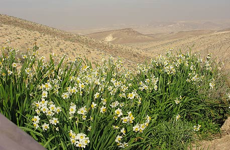 נרקיסים בנגב. ריכוז נדיר בגודלו