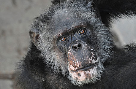 ועדה קבעה כי הניסויים אכזריים ואין בהם צורך