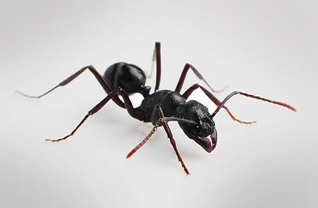 "הנמלה הבודדת לא צריכה אישורים מאף אחד"