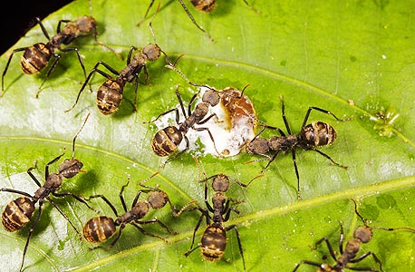 נמלים. רק 3% מן הנמלים בקן אכן פעילות 