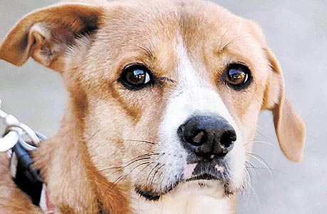 הכלב נאפו, צילום: חיים שוורצנברג