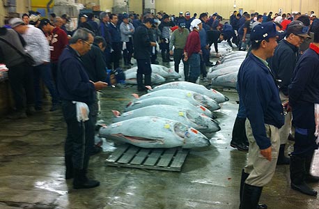 דג טונה נמכר ביפן במחיר שיא: 1.76 מיליון דולר 