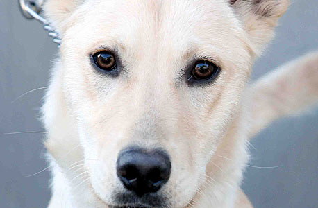 צ'רלי. מחפש בית