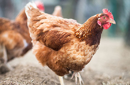 שלום לתרנגולת: סטארט-אפ אמריקאי מפתח ביצים מלאכותיות