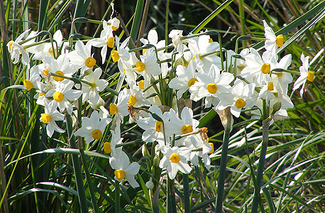 נרקיסים בגולן. הפריחה באחו נוב בעיצומה נרקיסים בגולן. הפריחה באחו נוב בעיצומה