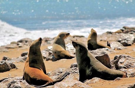 נמיביה. אריות ים בחופים, בבונים וקרנפים נדירים בפנים היבשת, צילום: שאטרסטוק