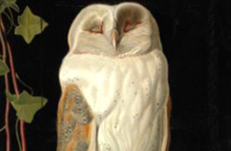 artmarketblog.com. נבכי שוק האמנות העולמי. בתמונה: Webbe White Owl 
