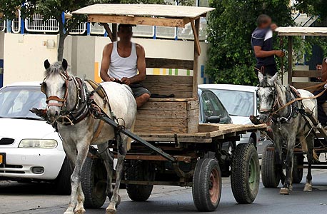 סוס רתום לעגלה, צילום: מיכאל קרמר