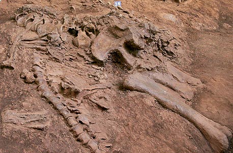 מאובן דינוזאור באתר חפירות בסין. מבין הכחדות רבות, רק בזו נמצאו ראיות לאסון שמקורו חוץ־ארצי , צילום: רויטרס