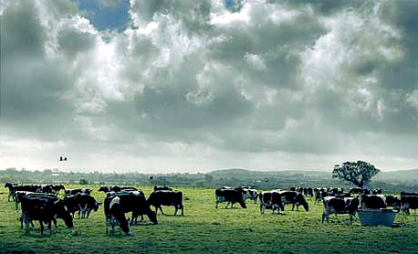 פרות רועות באחו (ארכיון).   26% מהאדמות נטולות הקרחונים משמשות למרעה בקר