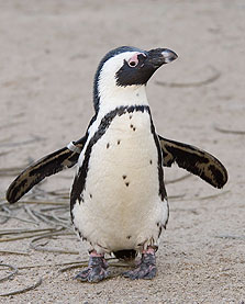 למה מכניסים 23 פינגווינים לארגז?