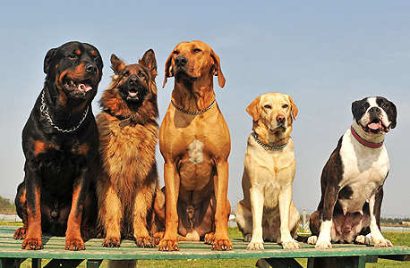 Dogs. Photo: Shutterstock
