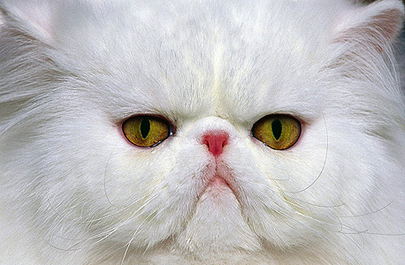 חתול פרסי מחפש בית, צילום: stuart green
