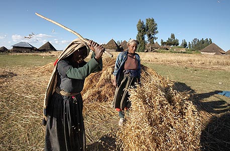 איכרות בשדה באתיופיה. אלפי כפריים במדינה נעקרו מאדמתם והפכו לתושבי סלאמס חסרי רכוש , צילום: איי אף פי