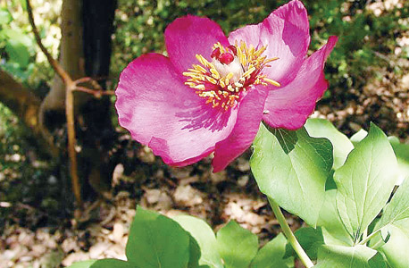 אדמונית החורש אדמונית החורש