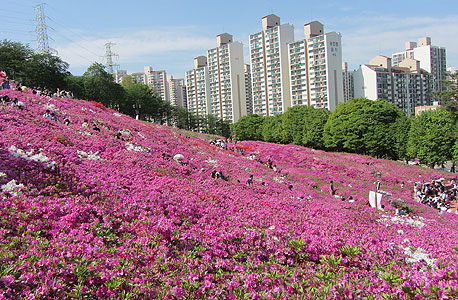 אזליאות בדרום קוריאה. המדינה מתכסה בפרחים ורדרדים