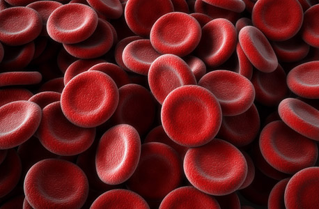 תאי דם אדומים. השתל החדש מאפשר לווסת את לחץ הדם בגוף