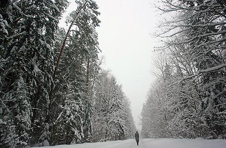 יער בפאתי מינסק, בלארוס, צילום: אי פי איי