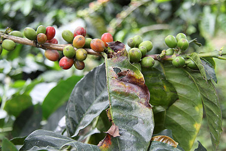 חילדון הקפה קולומביה מגה מגיפה, צילום: רויטרס