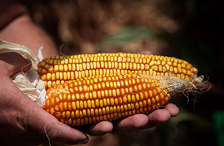 תירס. אחת הסחורות החקלאיות הנפוצות בעולם, צילום: אבישג שאר ישוב