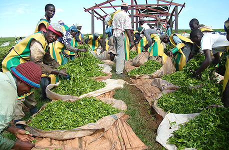קטיף עלי תה בקניה, צילום: בלומברג