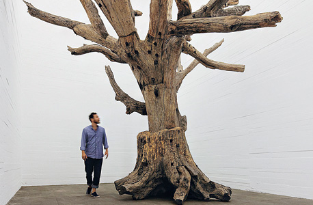  עץ", עבודה של האמן איי ווייוויי, צילום: NOSHE