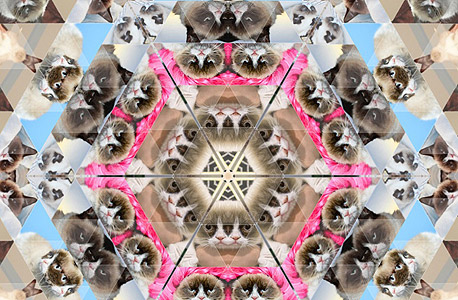 גראמפי קט כפי שעדיין לא ראיתם אותה גראמפי קט כפי שעדיין לא ראיתם אותה