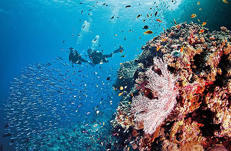 שונית האלמוגים הגדולה בעולם