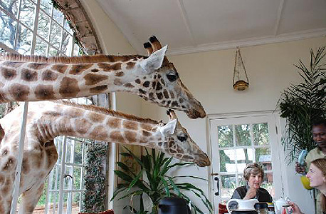 מלון Giraffe Manor בניירובי, קניה