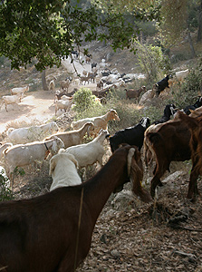 חוות הר הרוח