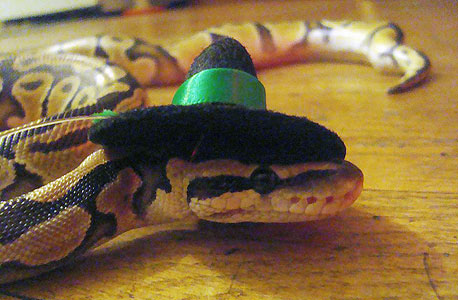 גראמפי קוברה: מי שם כובע על הנחש שלי?