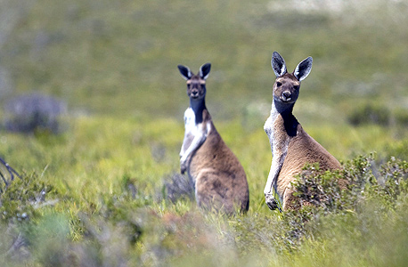 אי הקנגורו, אוסטרליה, צילום: שאטרסטוק