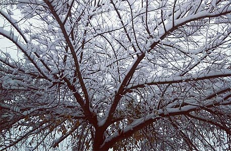 עץ בסופה, אתמול. מה יאיר היותר מפורסם היה אומר?, צילום: ענבר נוקראי