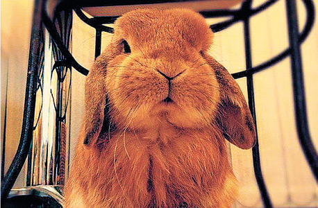 ארנבים וקיפודה ארנבים וקיפודה