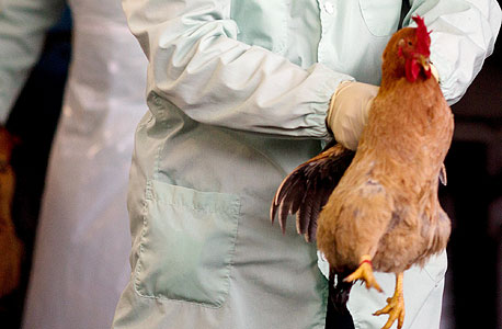 בדיקת מחלות בעופות בגבול שבין סין והונג קונג. מינהל התרופות האמריקאי הורה להפחית את מתן האנטיביוטיקה לחיות משק", צילום: בלומברג