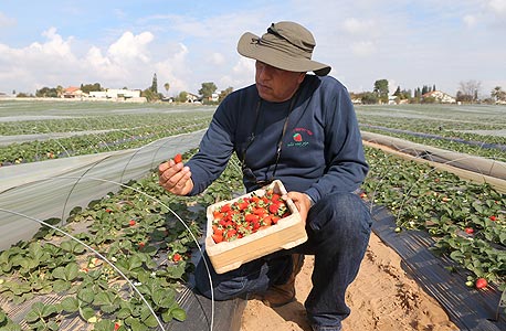 אורי רבינוביץ' בשדות שלו בצופית. אזור השרון הוא האידיאלי לגידול תות שדה, בשל הקרבה לשווקים ואיכות הקרקע