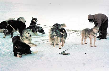 אינואיט רותם כלב למזחלת באי איגלוליק. במשך אלפי שנים נודעו ציידי האי ביכולות הניווט המרשימות שלהם, אך מרגע שהחלו להסתמך על מכשירי GPS נרשמה עלייה בתאונות קשות בחורף המקפיא