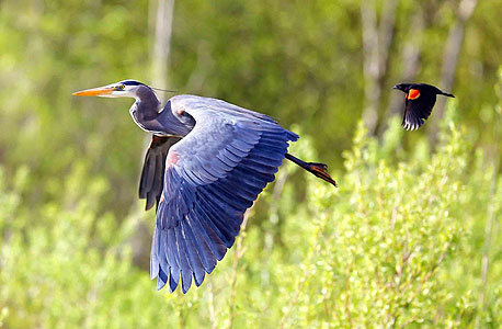 אנפה? יופי של ציפור, צילום:  Tulus Simatupang ,the nature Conservancy