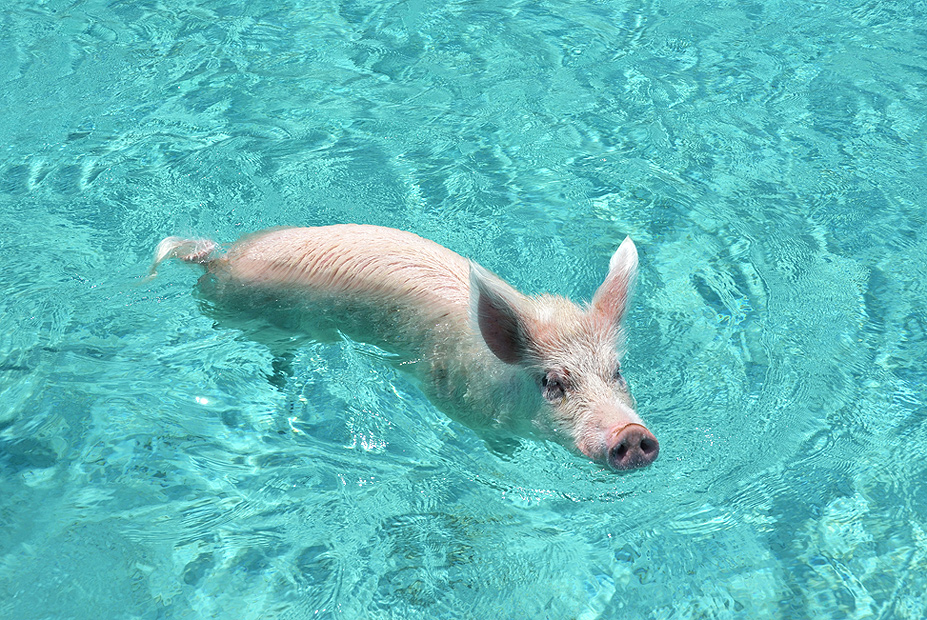 צילום: שאטרסטוק