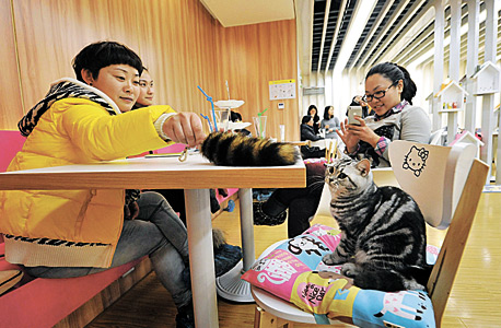 בית קפה לחתולים בנאנג'ינג