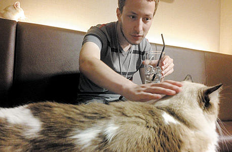 כתב "מוסף כלכליסט" בקפה חתולים בטוקיו