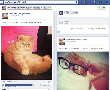 חתולים פייסבוק קבוצות 