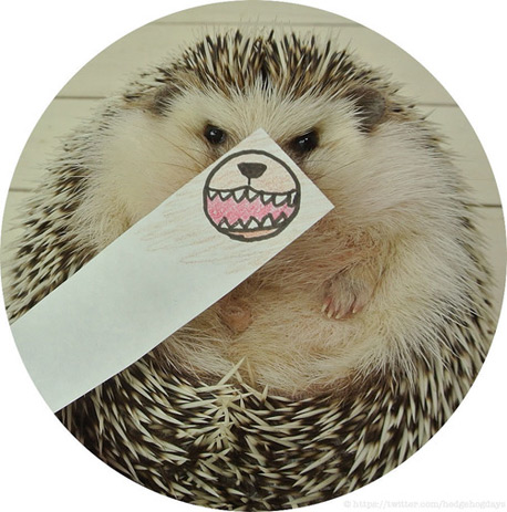 הקיפוד שכובש את הרשת הקיפוד שכובש את הרשת