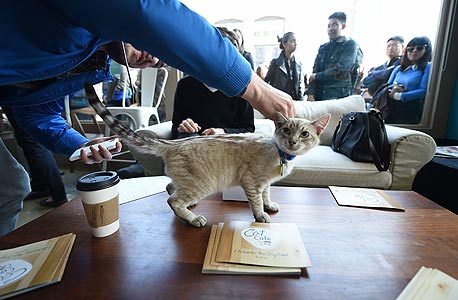 קפה וחתול. "אנחנו מנסים לעורר דיון על הבריאות של חתולים, והשיחות הטובות ביותר מתקיימות בין חברים על כוס קפה", צילום: איי אף פי