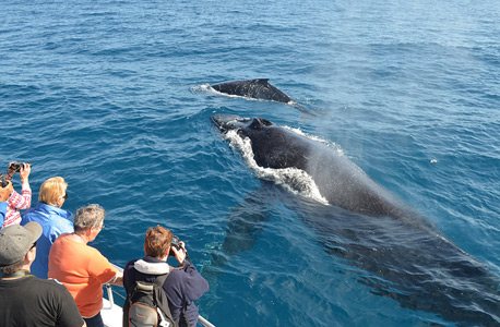 לווייתנים באוסטרליה, צילום: fliker/ eguide travel