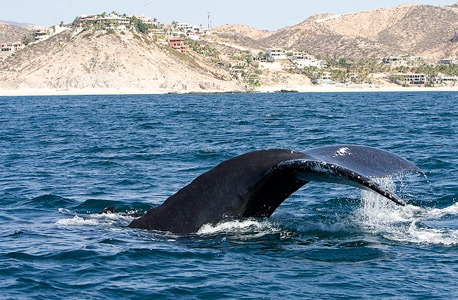 זנב לווייתן בלוס קאבוס